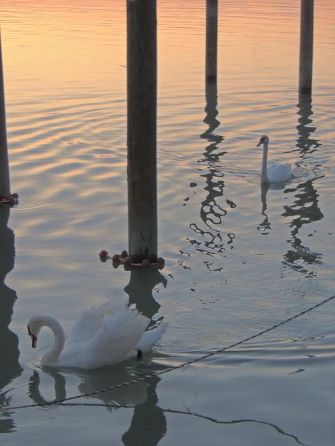 Schwäne in Bibione