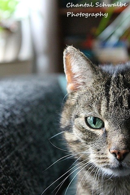 Katze : tiggi