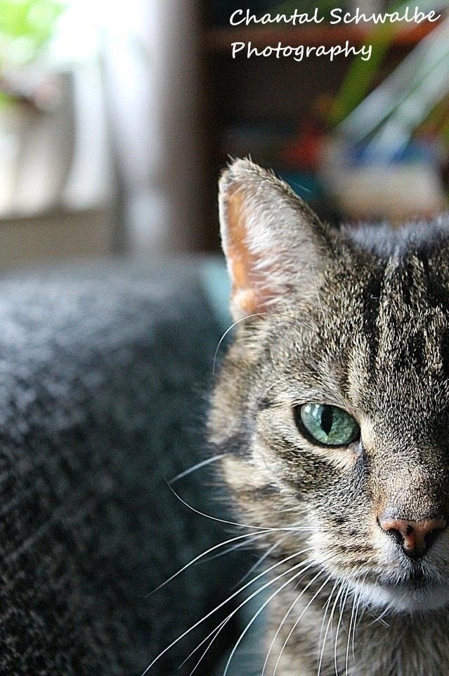 Katze : tiggi