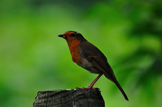 Rotkehlchen