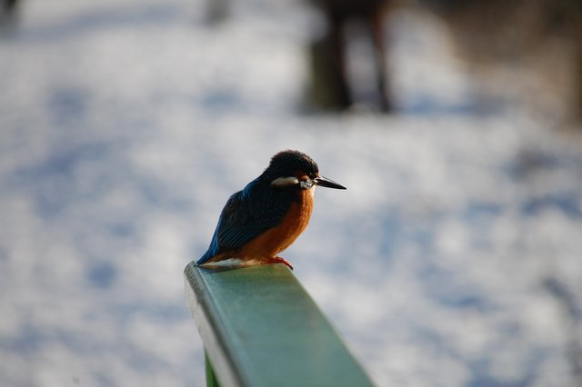 Eisvogel (Alcedo atthis) an der Ruhr
