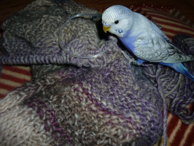 Peter ist auch beim stricken dabei ;-)