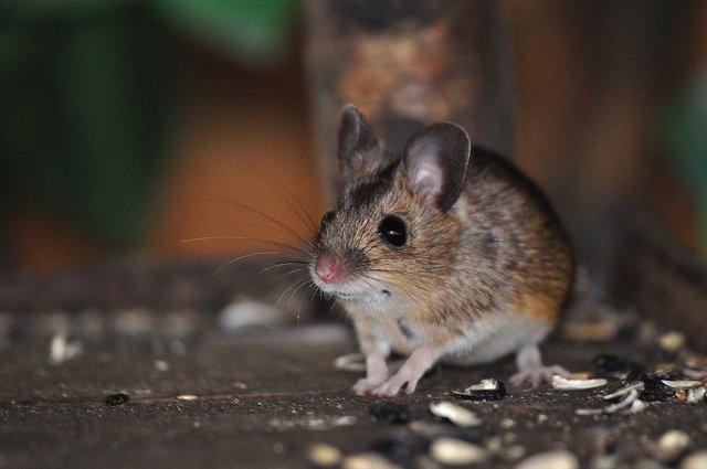 Rocki,die Maus im Vogelhaus