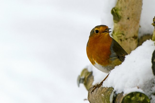 Rotkehlchen im Schnee