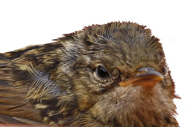 Spatz....ein gern gesehener Gast in unserem Garten