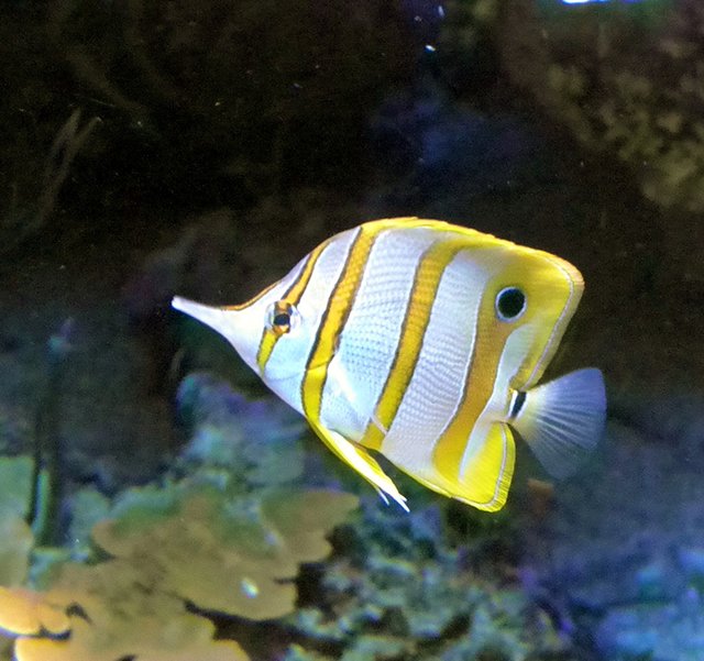 Calmon Rostratus