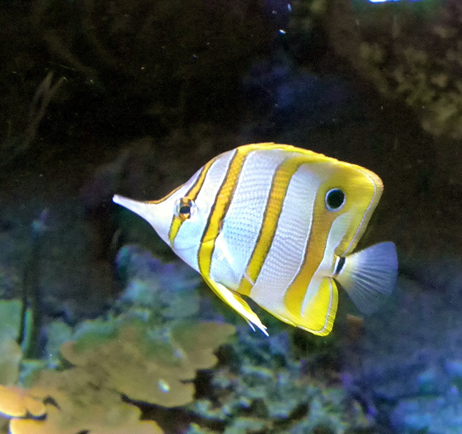 Calmon Rostratus