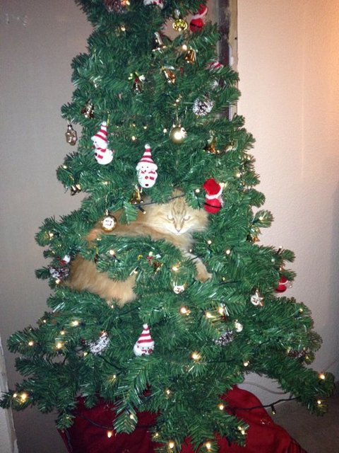 Lebendiger Weihnachtsbaumschmuck