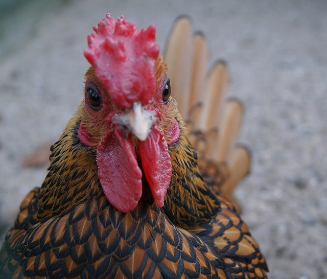 Ich wollt´ ich wär´ ein Huhn