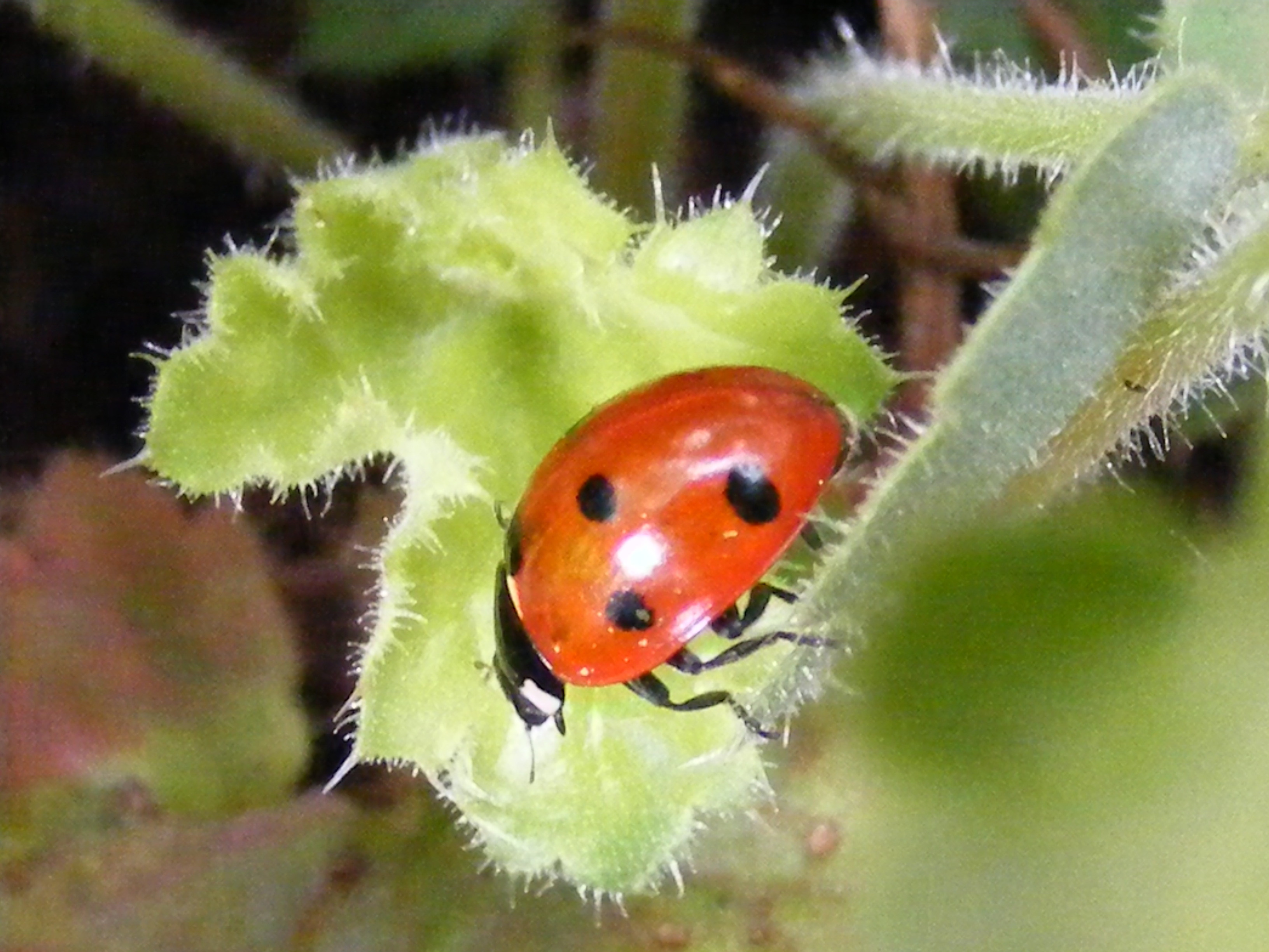 Marienkäfer