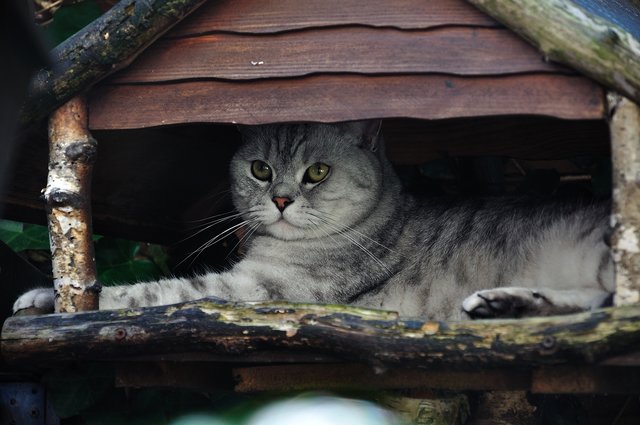Kater Tobi im Vogelhaus