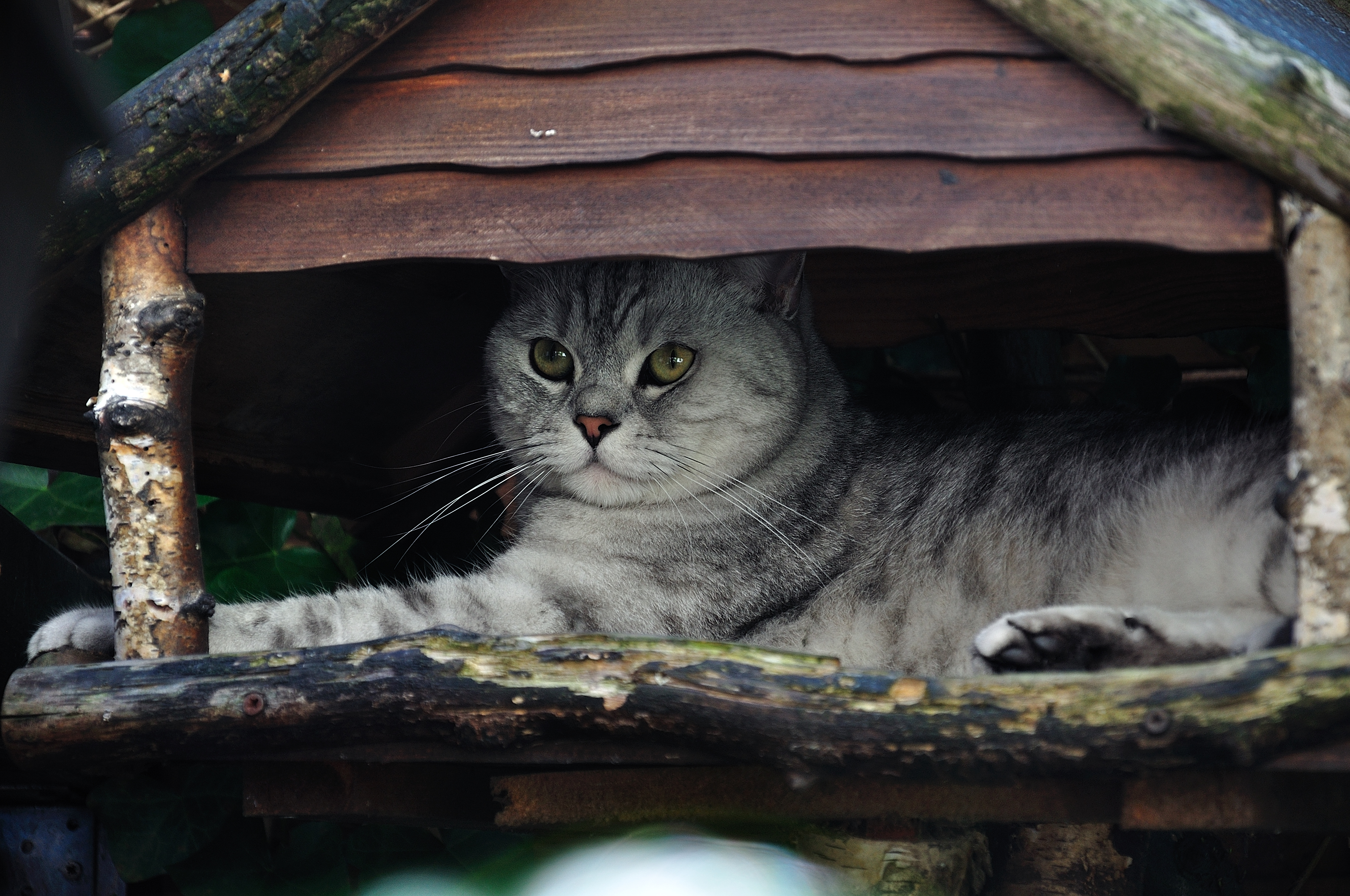 Kater Tobi im Vogelhaus