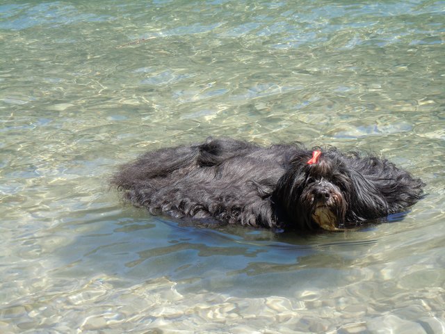 Urlaubsfreude! Unser schwimmender Teppich genießt das kühle Bad :)