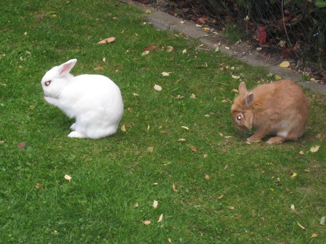 ALLE Kaninchen sind IMMER FREI im Garten rumgelaufen !!!!