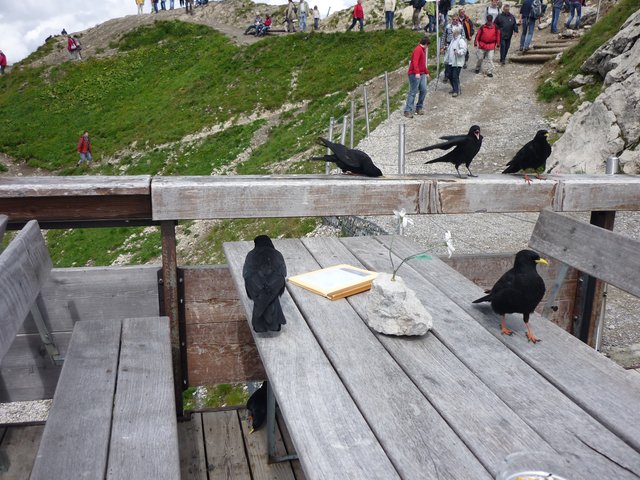 die Krähen lassen keinen Krümel liegen ( Nebelhorn )