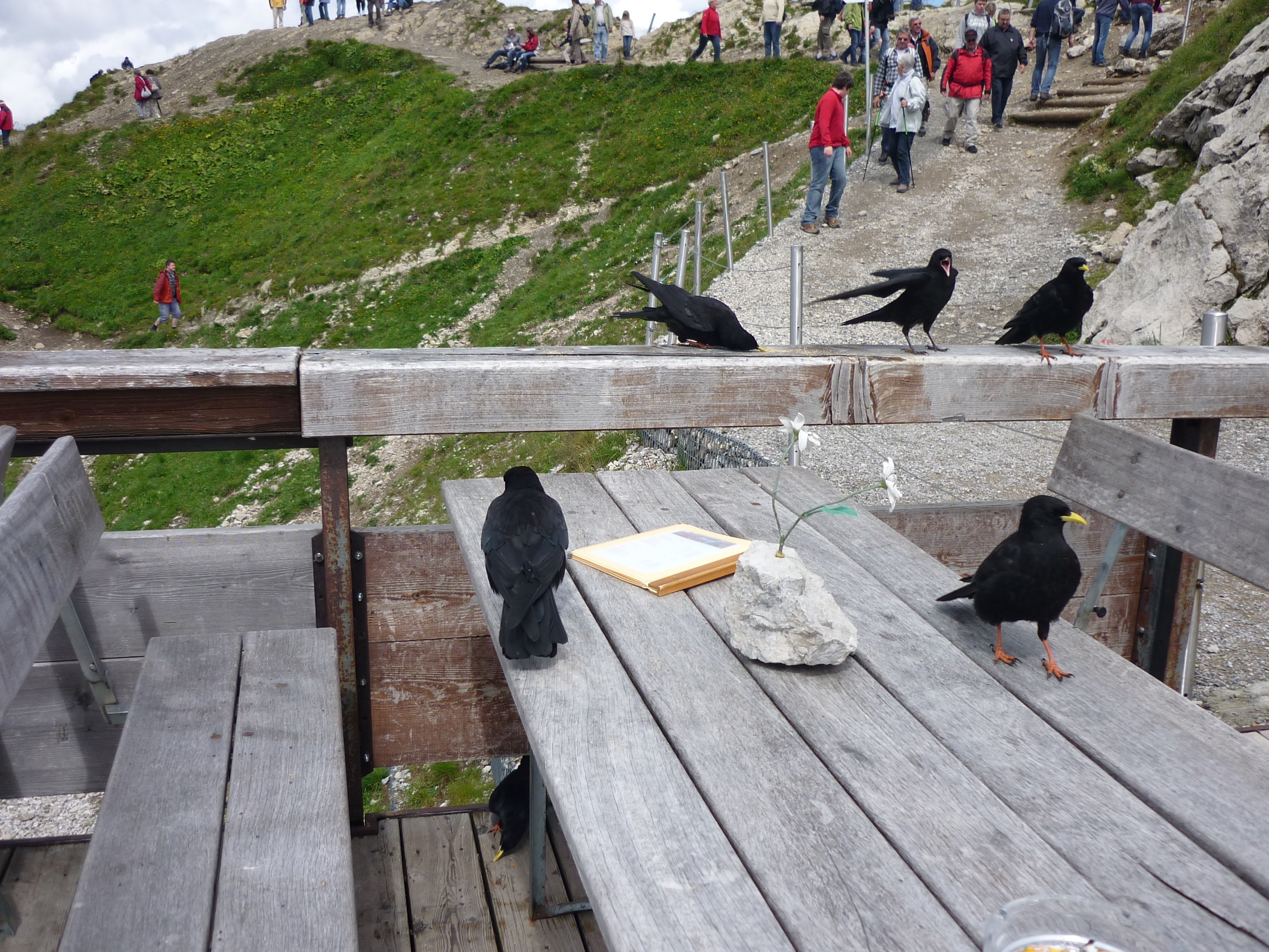 die Krähen lassen keinen Krümel liegen ( Nebelhorn )