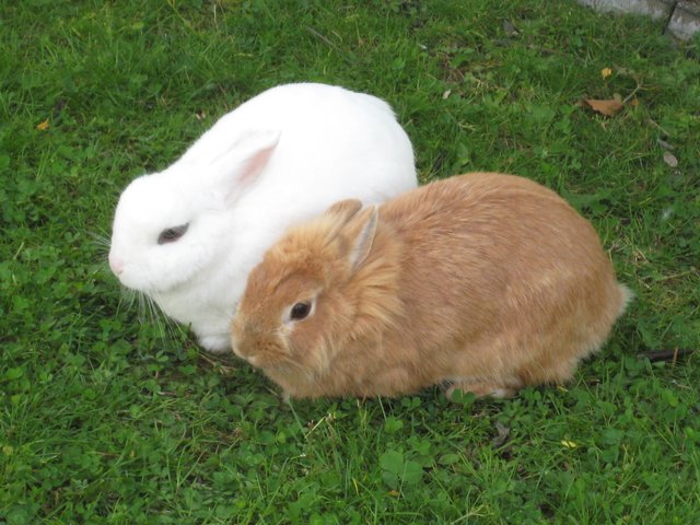 Ich vermisse euch so sehr ! :'( *heul* :'( An ALLE 50 Meerschweinchen und Kaninchen die wir hatten... Ich liebe euch so sehr ... Ich weiß nicht wo ihr seit aber diese Anzeige soll auch dazu dienen euch wiede zufinden ! Ich vermisse euch so sehr :'( HOffe euch geht es gut meine süßen :'( Ich denk immer an euch ! ICH LIEBE EUCH ! :*