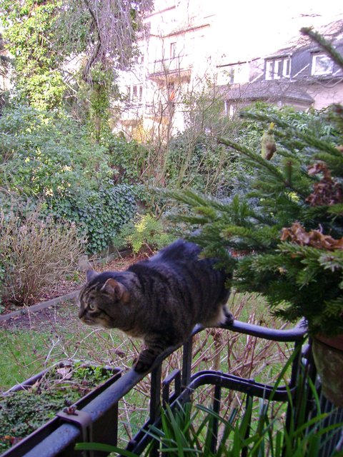 Katze im Tiefschlaf, auf Geländer und auf Liege