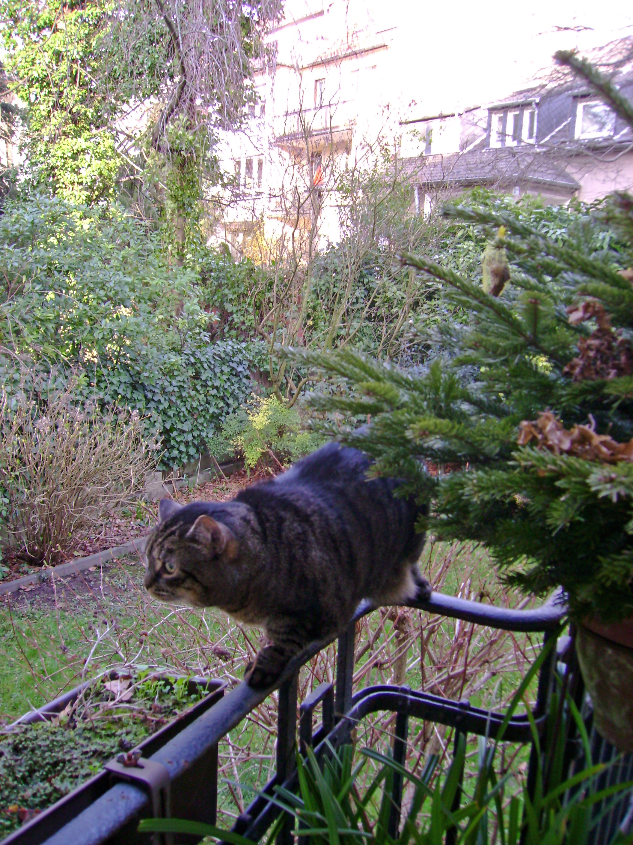 Katze im Tiefschlaf, auf Geländer und auf Liege
