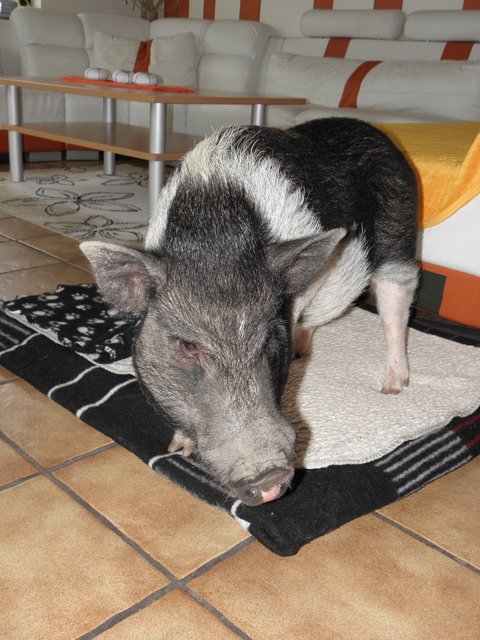 Pumba das Hausschwein:-)