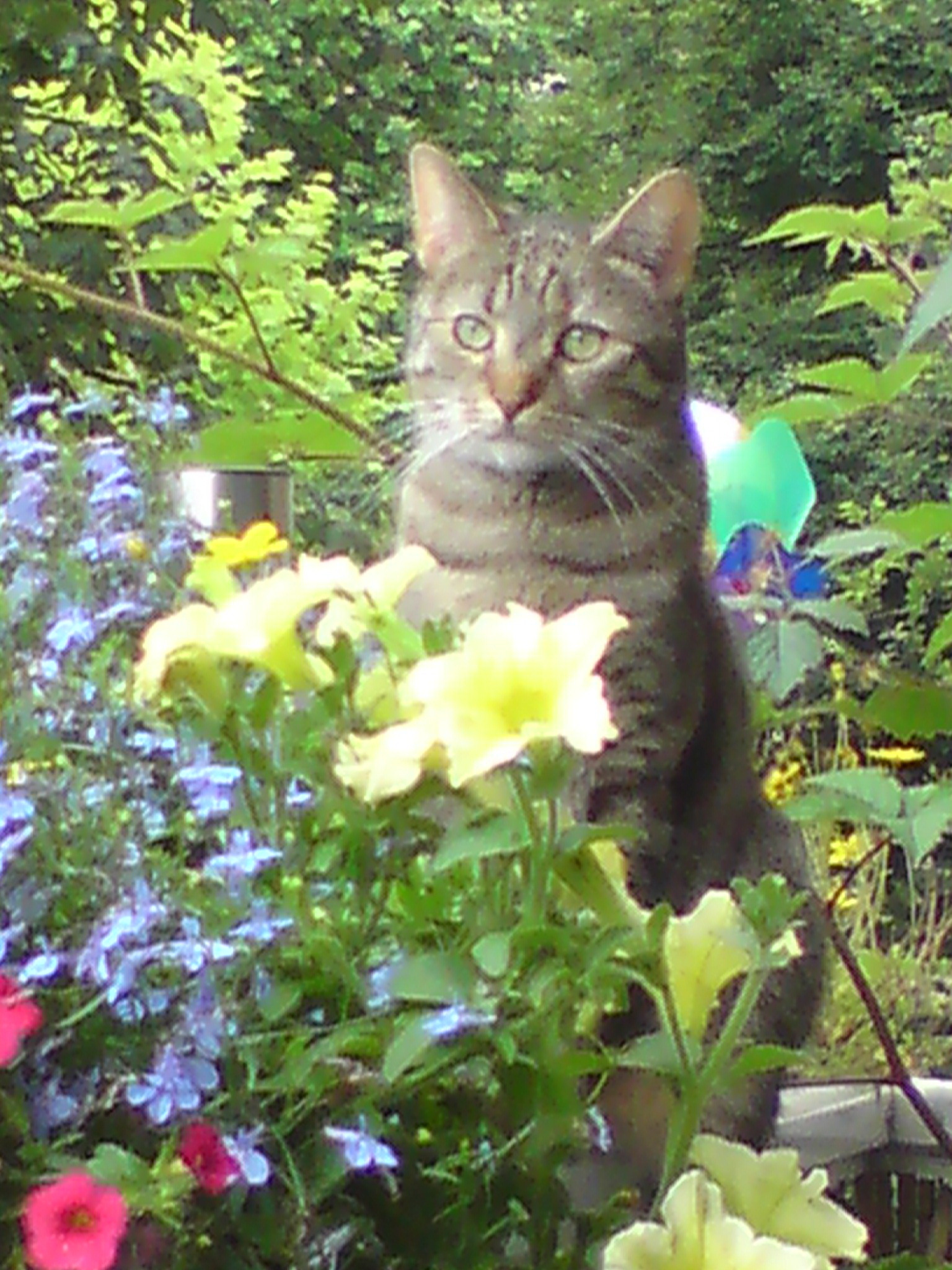Lili die Frühlingsbotin