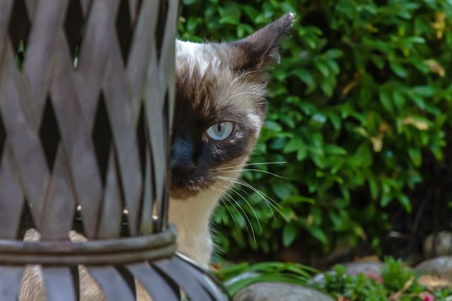 Versteckspiele