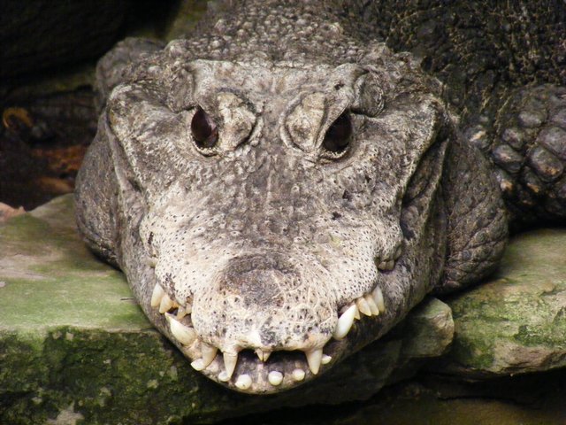 Krokodil /Duisburger Zoo