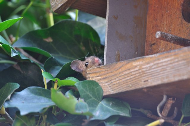 Jemand zuhause??.Rocki ,die Maus auf ihrer täglichen Diebestour!!