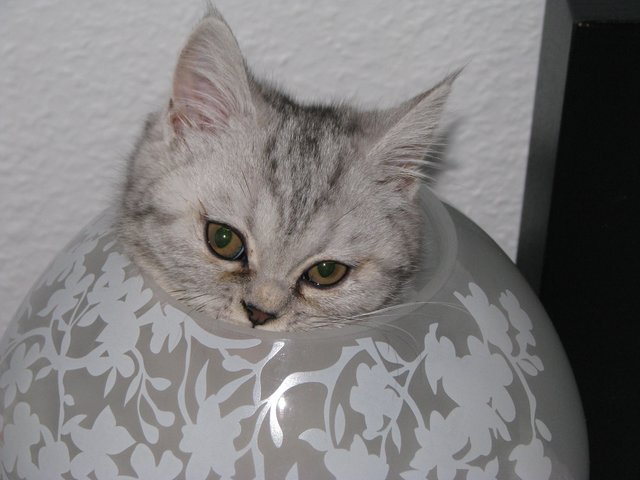 Die Lampenkatze
