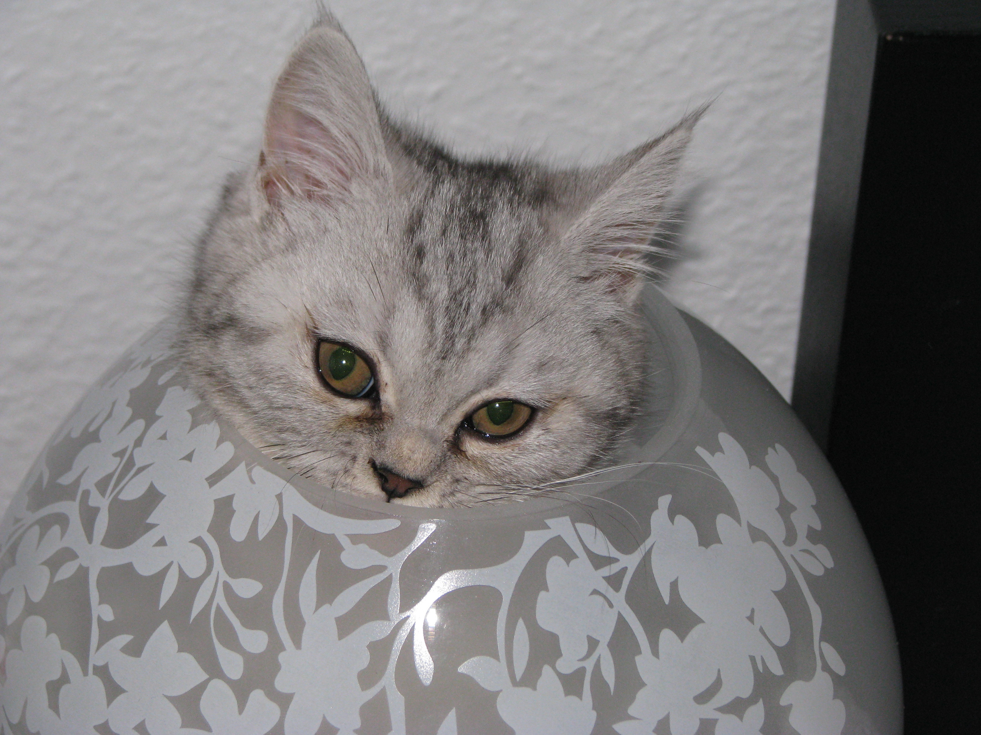 Die Lampenkatze