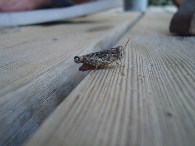 Französische Heuschrecke am posieren