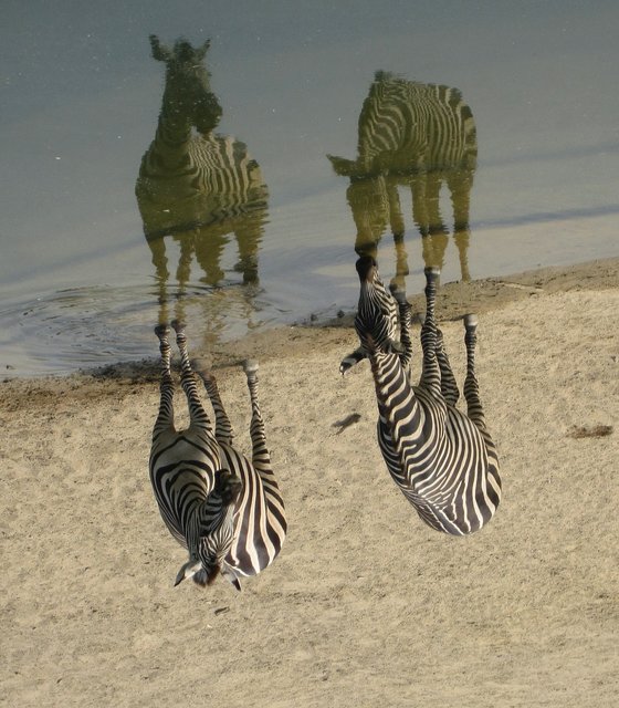 Zebras