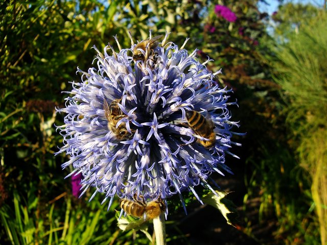 Fleißige Bienchen