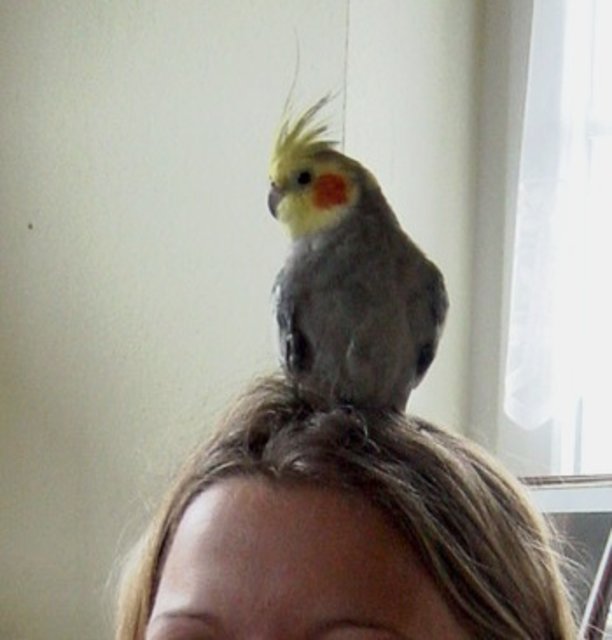 Du hast wohl 'nen Vogel!?