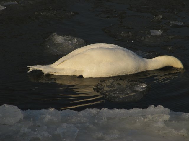 ich kann den Winter nicht mehr sehen ........brrrrrr