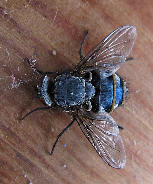 Fliege