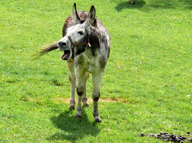 Lachender Esel am Rothaarsteig