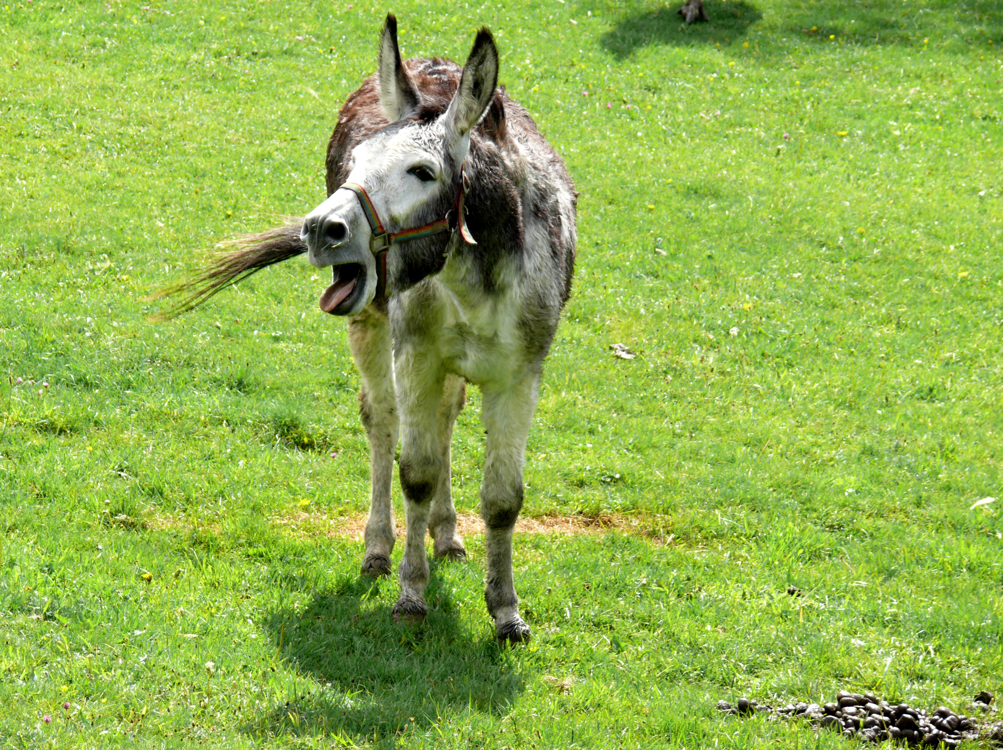 Lachender Esel am Rothaarsteig