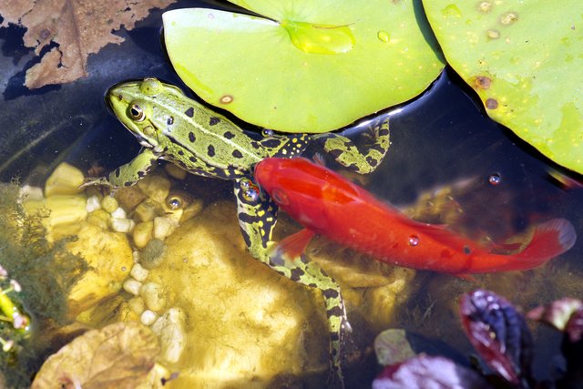 Amphibien-Schubverband