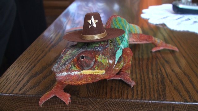 Ich bin Sheriff Rango, hab alles im Blick, aber wie komm ich hier wieder runter?
