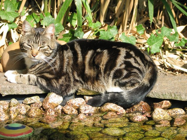 Tiger am Teich