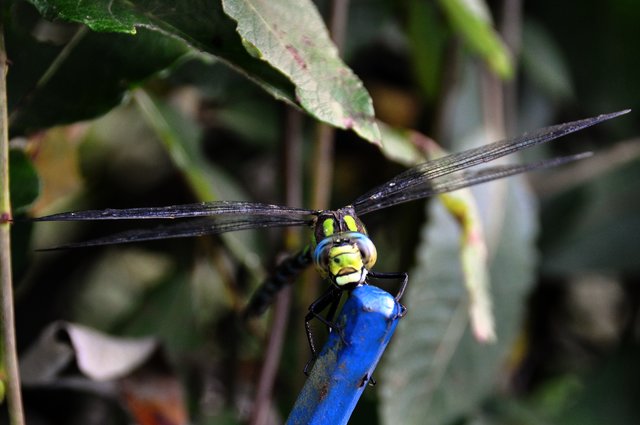 Blaugrüne Mosaikjungfer (Aeshna cyanea) gerade gerettet :-)