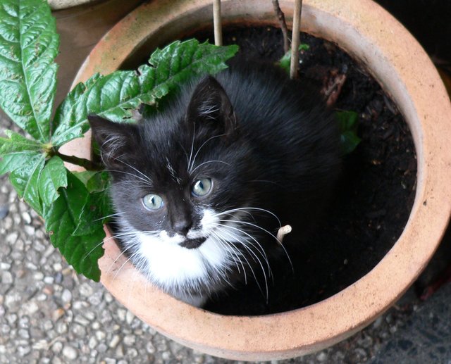 Topfkatze
