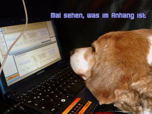 Beagle online