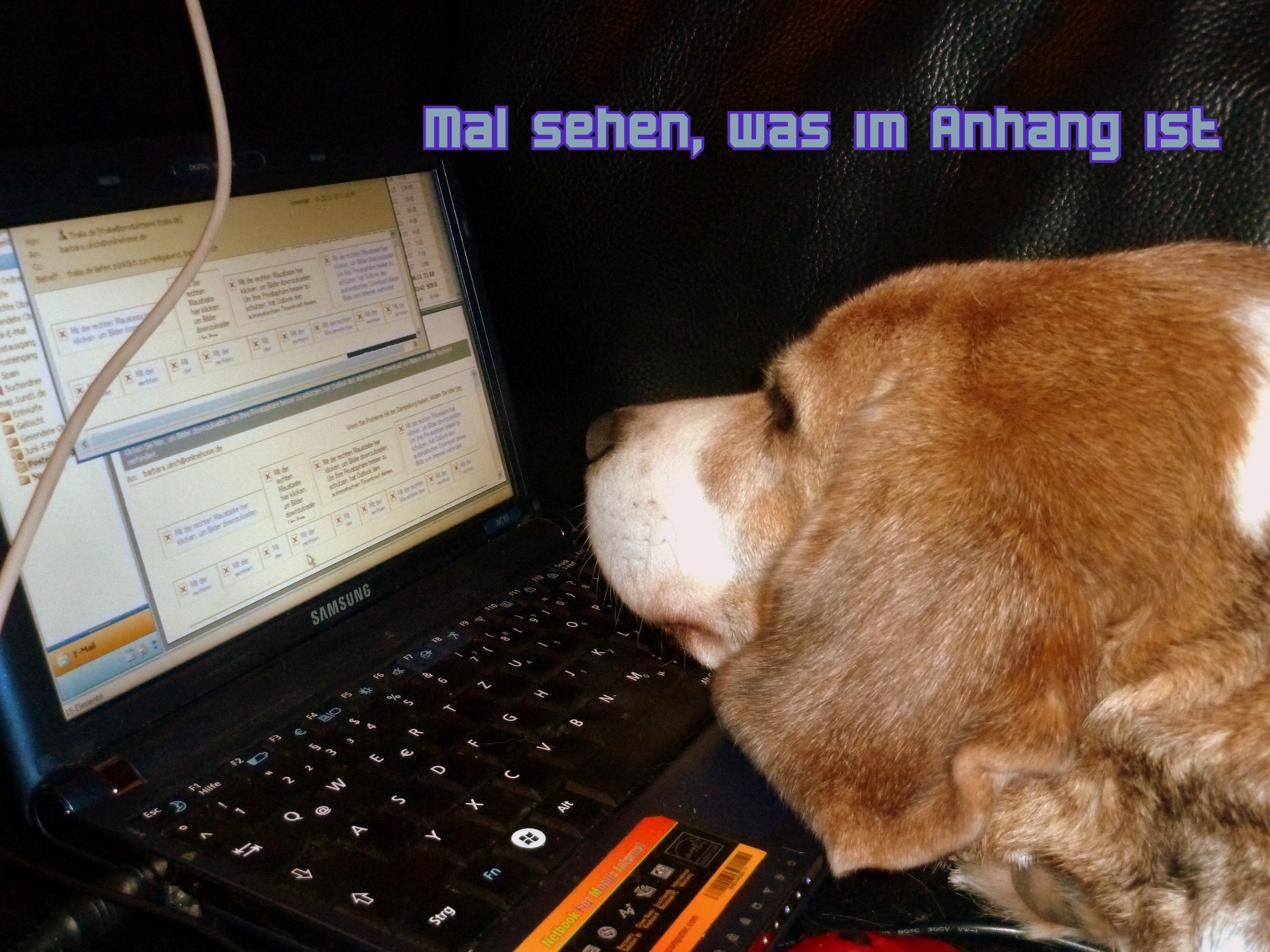Beagle online