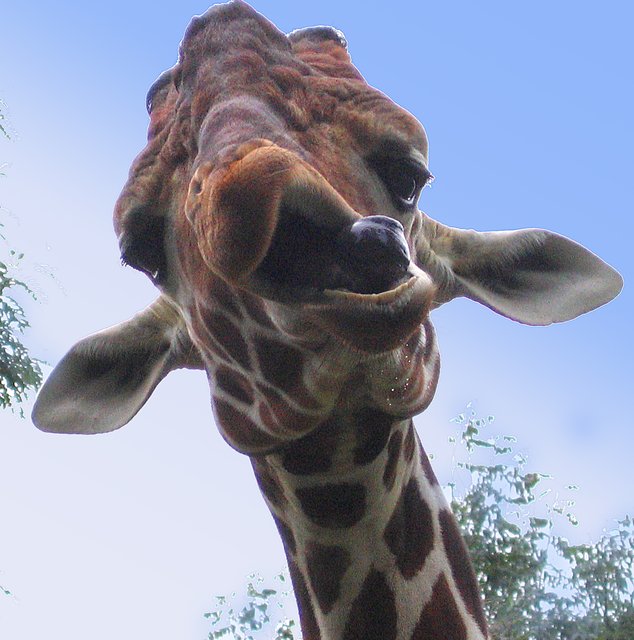 Der Grimassenschneider vom Duisburger Zoo