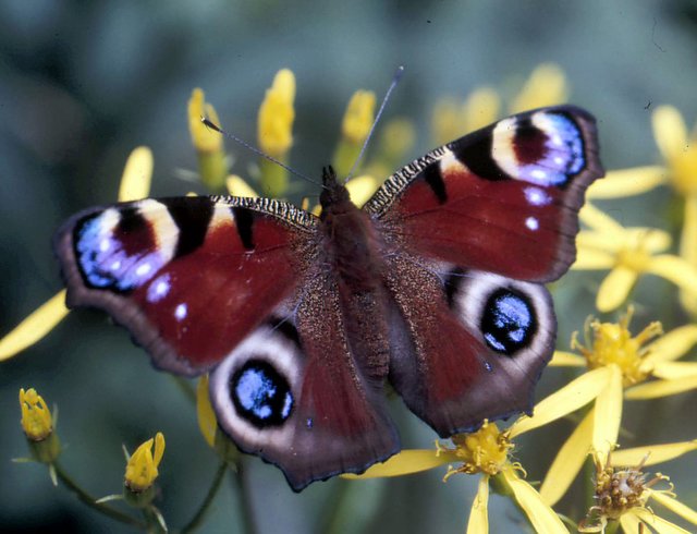 ...schau mir in die Augen. ( Tagpfauenauge auf einer Wiesenblüte)