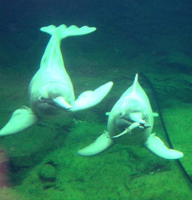 Angebot von Süßwasserdelfinen im Duisburger Zoo, ein Fisch für den Zoobesucher.