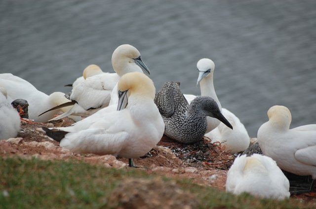 "Federm und Brutpflege bei den Basstölpeln auf der Langen Anna, Helgoland"