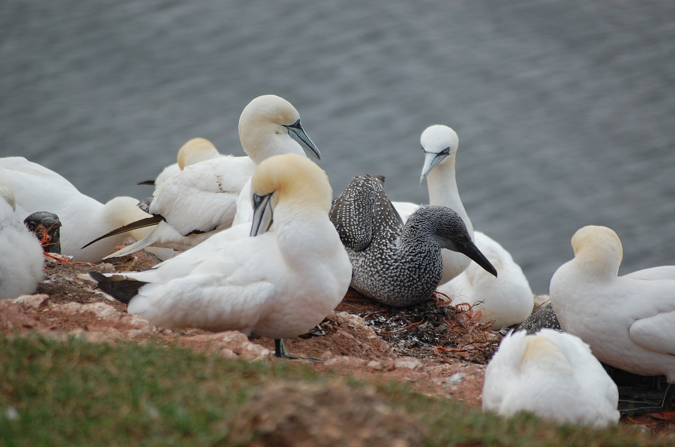 "Federm und Brutpflege bei den Basstölpeln auf der Langen Anna, Helgoland"